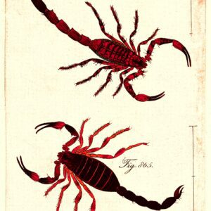 SCORPIO RAWPIXELS